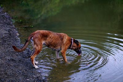 Dog standing in lake