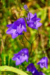 Close-up of purple flowers blooming outdoors