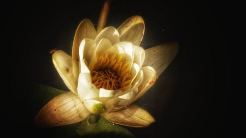 Close-up of frangipani blooming against black background