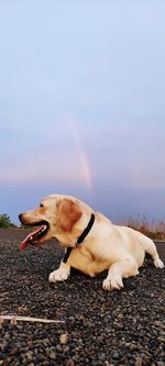 Dog looking away