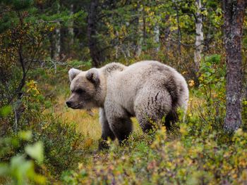 Young brown bear in finnish autumn forest