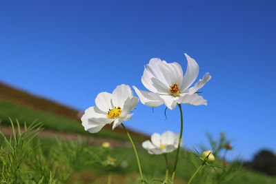 Close-up of white flowering plant against clear sky