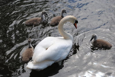 High angle view of swans swimming in lake