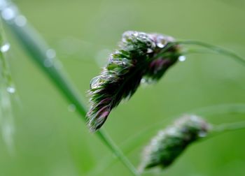 Close-up of plant against blurred background