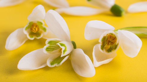 Close-up of white roses
