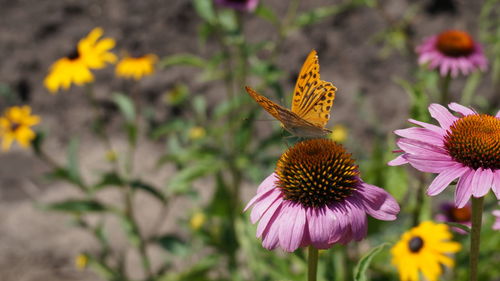 Close-up of butterfly pollinating on purple flower