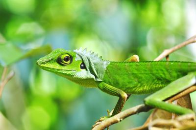 Close-up of lizard on tree