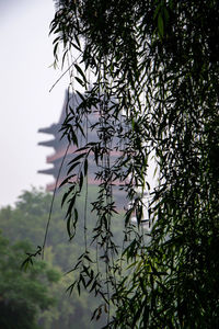 Low angle view of a tree