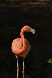 Close-up of bird perching on a field