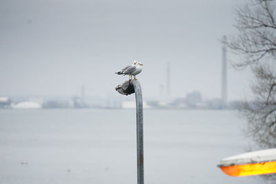 Close-up of seagull perching on wooden post