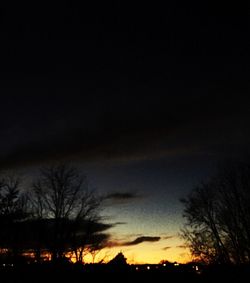 Silhouette of bare trees at sunset