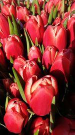 Full frame shot of red tulips