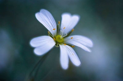 Close-up of white flower