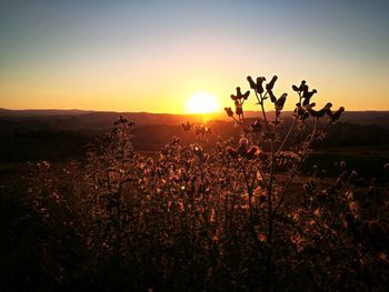 Silhouette plants on field against sky during sunset