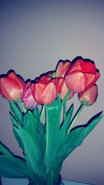 Close-up of red tulip against white background