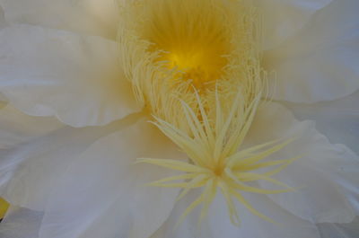 Close-up of white flower