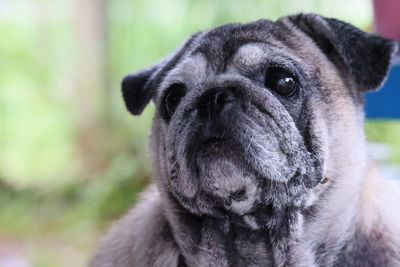 Close-up portrait of dog