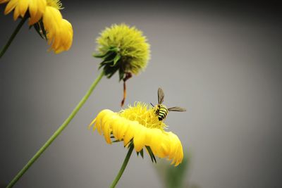 Close-up of insect on yellow flower