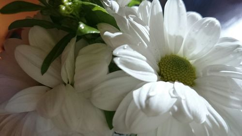 Close-up of white flowers