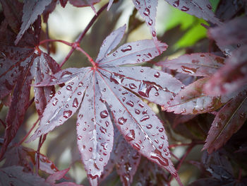 Close-up of raindrops on leaves