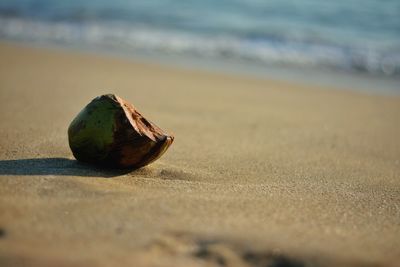 Close-up of fruit on sand