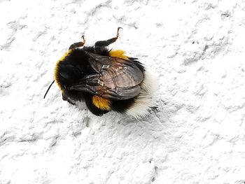 High angle view of bee