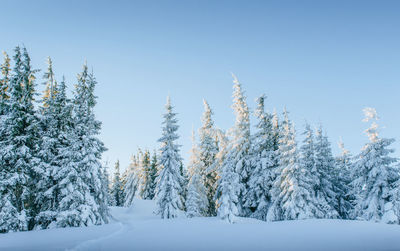 Snow covered trees against clear sky