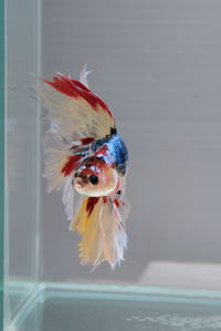 Close-up of parrot in water