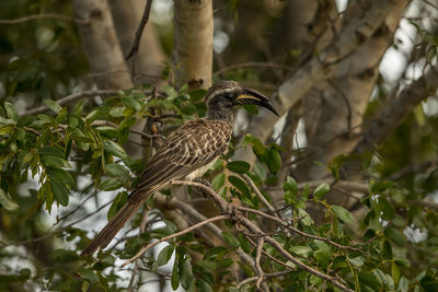 Low angle view of bird perching on branch