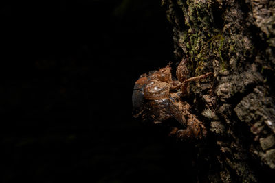 Close-up of a tree trunk