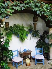 Potted plants in backyard