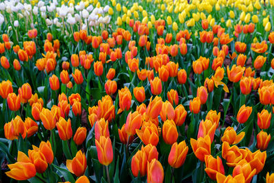 Full frame shot of yellow tulips on field