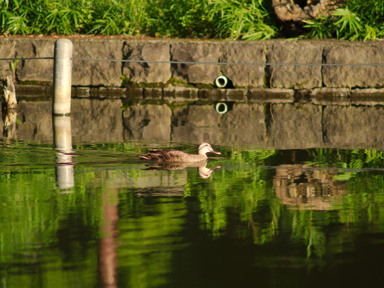 VIEW OF BIRDS ON THE LAKE