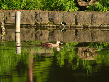 View of birds in lake