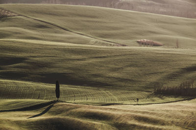 Scenic view of agricultural field