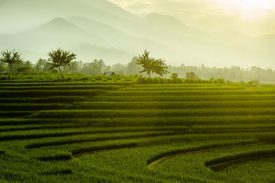 Minimalist photos of rice fields with morning mist that illuminates the beautiful mountains