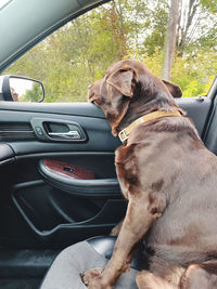 Close-up of dog in car