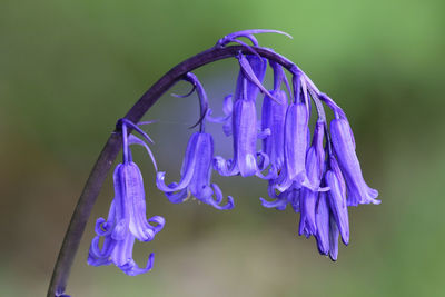 Close-up of purple blue flower