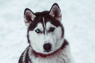 Close-up portrait of a dog