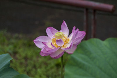 Close-up of pink water lily