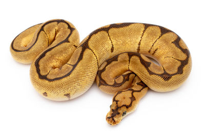 High angle view of hat on white background