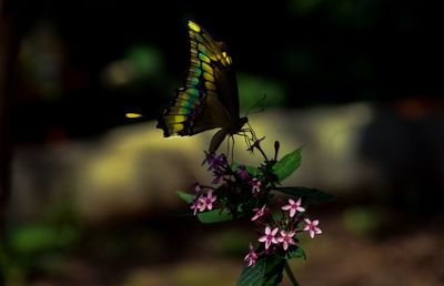 Close-up of butterfly pollinating on purple flower