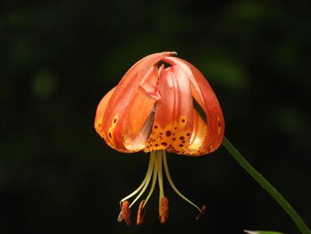 Close-up of orange rose flower