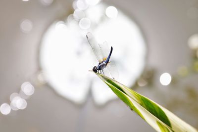 Close-up of spider on plant