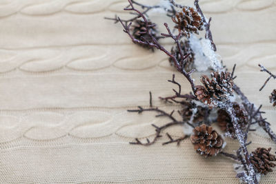 Close-up of dry plant on table