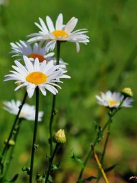 Close-up of white daisy blooming outdoors