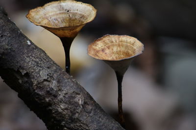 Close-up of mushroom growing on tree trunk