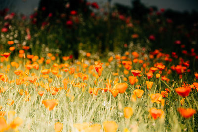Close-up of orange poppy flowers blooming in field
