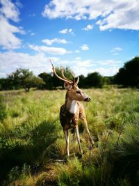 Deer grazing on field against sky