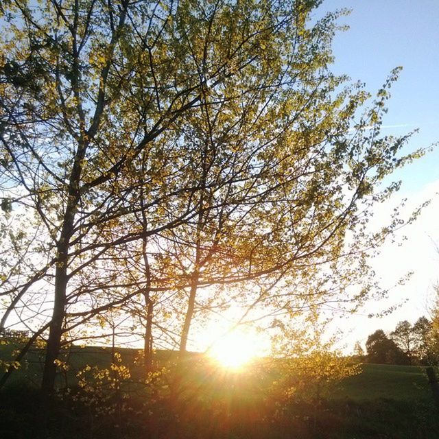 tree, sun, sunlight, sunbeam, growth, beauty in nature, tranquility, branch, nature, low angle view, lens flare, tranquil scene, scenics, sky, clear sky, sunset, back lit, bright, outdoors, idyllic